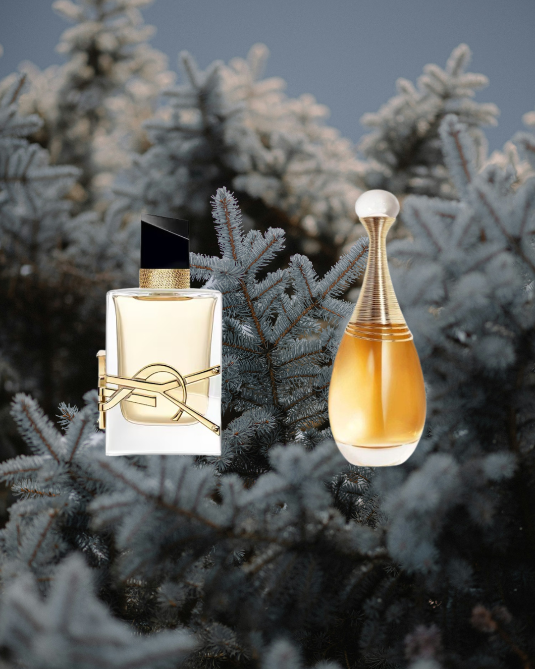 Golden Bloom Duo - Vésaura