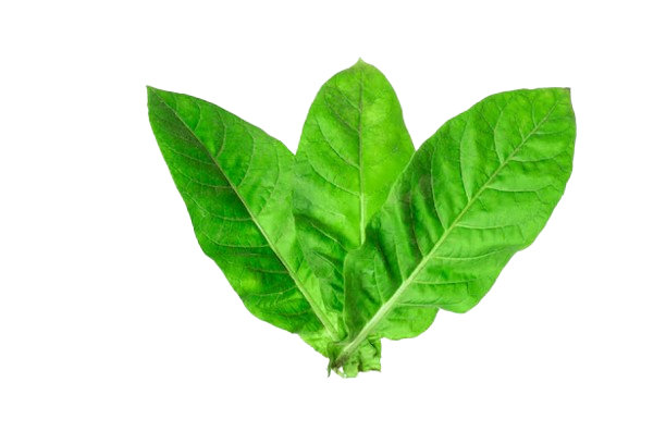 A close-up of fresh, green tobacco leaves with vibrant color and natural texture, highlighting their earthy and aromatic qualities often used in fine fragrances.