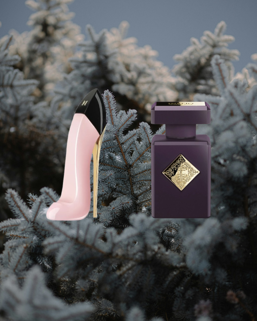 Winter Rose Duo – Vésaura